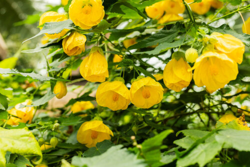 Abutilon Golden Fleece